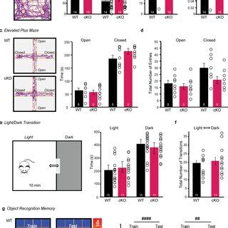 Nrxn2 CKO Mice Exhibited A Sex Dependent Preference For Social Cues And