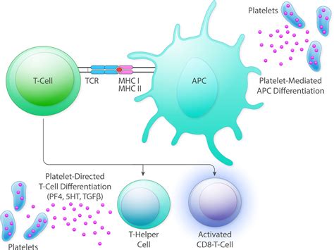 Platelet And Megakaryocyte Roles In Innate And Adaptive Immunity