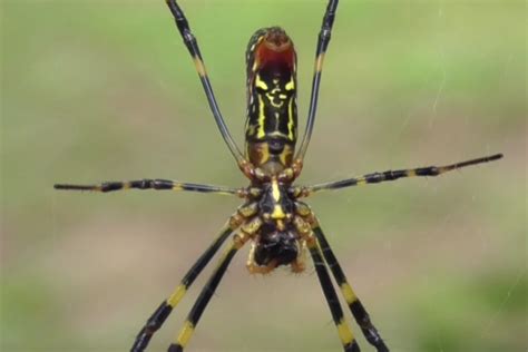 Everything You Need To Know About Parachuting Joro Spiders