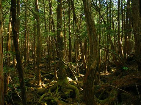 10 Questions You May Have About Aokigahara Japans Suicide Forest