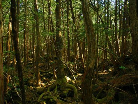 Aokigahara Forest: Japan’s Infamous Suicide Forest