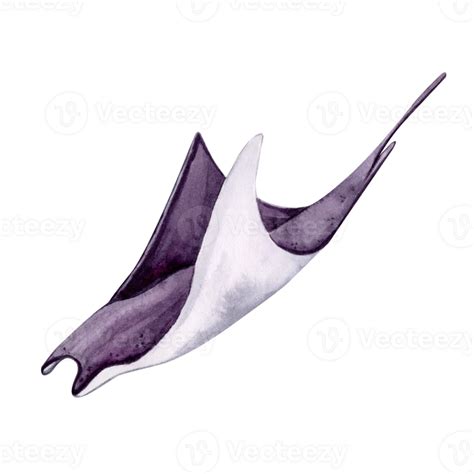 Hand Drawn Watercolor Illustration Of Manta Ray Underwater Coral Sea