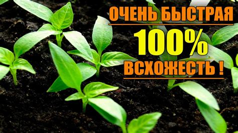 САМЫЙ НАДЕЖНЫЙ ПОСЕВ ПЕРЦА С БЫСТРОЙ 100% ВСХОЖЕСТЬЮ ! - YouTube