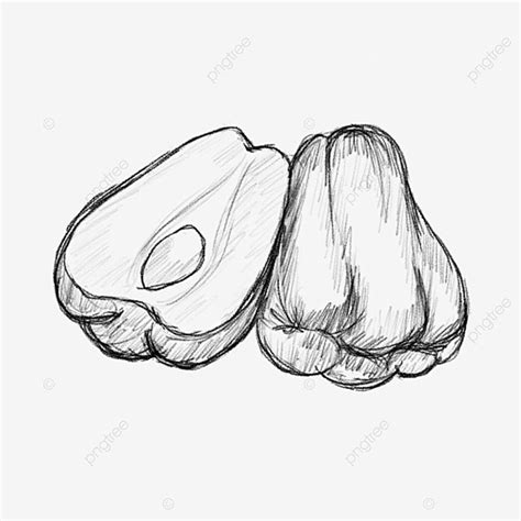 Cayote Fruta Lápiz Dibujado A Mano En Blanco Y Negro PNG dibujos