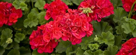 How to care for geraniums? Step by step - In Home Plans