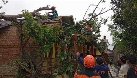 Cuaca Ekstrim Di Kota Sukabumi Pohon Tumbang Mendominasi Radar Sukabumi