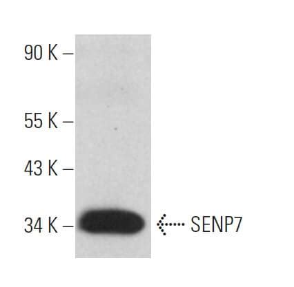 Anti Senp Antibody E Scbt Santa Cruz Biotechnology