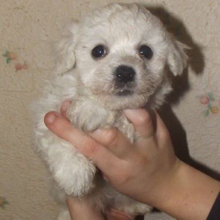 Annonce de chiot a vendre chaton chien à donner