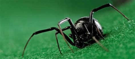 Interesting Facts About Black Widow Spiders Learnodo Newtonic