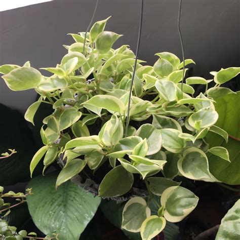 Peperomia Serpens Variegated Furniture And Home Living Gardening