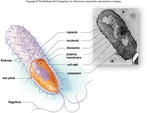 Gallery For > Prokaryotic Cell Under Microscope