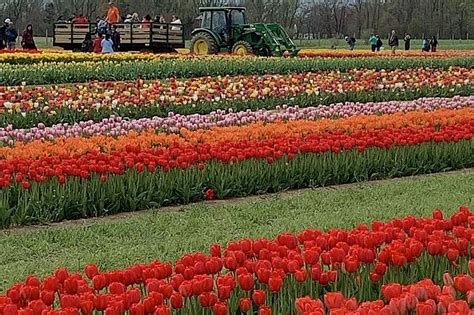 Tulip Season Ending Early Holland Ridge Farms in Cream Ridge, NJ