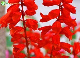 Bell Shaped Flowers Flowers That Look Like Bells Bioexplorer Net