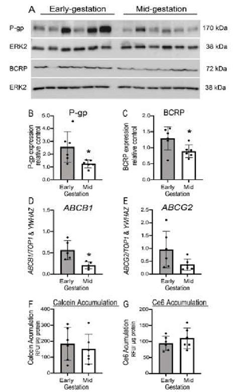 Developmental Expression And Function Of P Glycoprotein P Gp ABCB1