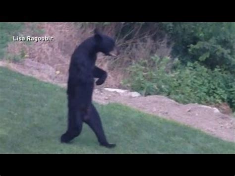 New Jersey's Walking Bear Mystery Solved - YouTube