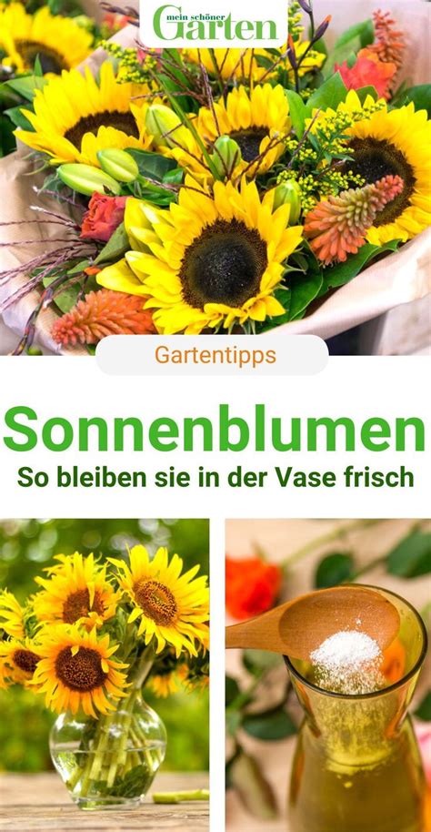 Sonnenblumen In Der Vase So Bleiben Sie Lange Frisch Plants Fruit