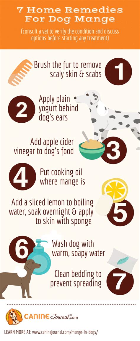 What Is Mange In Dogs? Treatment, Home Remedies, What Does It Look Like, How Do They Get It ...