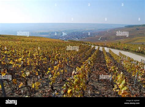 Moet Et Chandon Vineyard Hi Res Stock Photography And Images Alamy