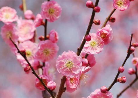 Japan In Bloom Japanese Plum Blossoms Sakuras Winter Cousins Live