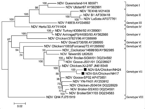 Phylogenetic Analysis Of Complete Hemagglutinin Neuraminidase Gene