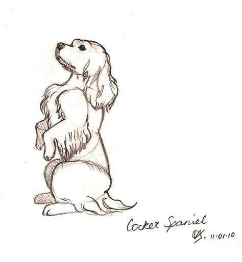 Cocker Spaniel Sketch by frenchw1nter on DeviantArt