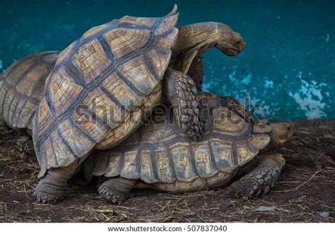 Happy Turtle Having Sex Stock Photo Shutterstock