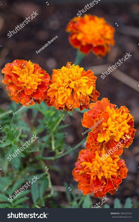 2 Flor Cravo 图片、库存照片和矢量图 Shutterstock