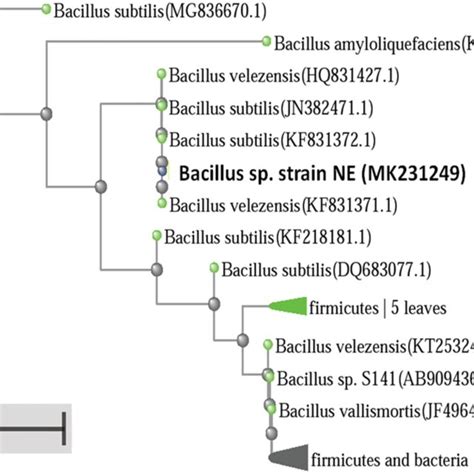 Phylogenetic Tree Showing The Relationships Among The Bacillus Sp