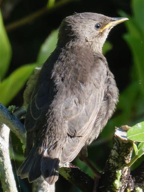 Etourneau juvénile Étourneau sansonnet Sturnus vulgaris