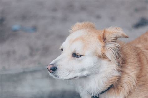 34 Adorable Corgi Mixes That Will Make You Go Aw