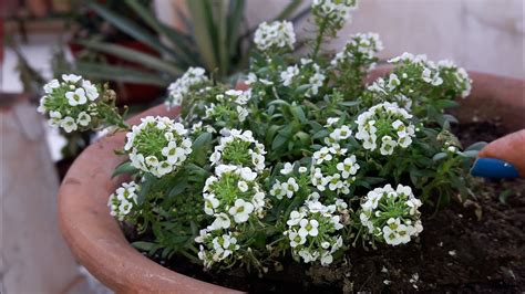 Best Bed Cover For Garden Alyssum Plant Care How To Grow And Care