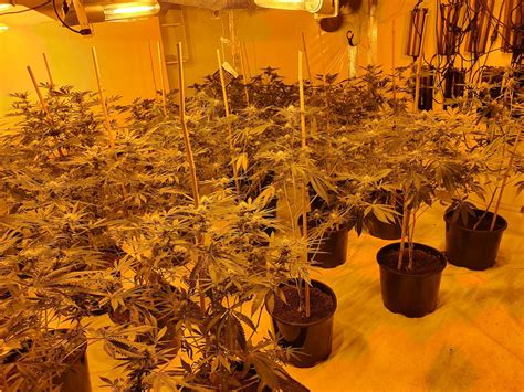 Police Uncover 150 Plant Cannabis Factory In Smethwick Raid Express And Star