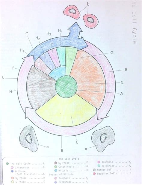 Cell Cycle And Mitosis Worksheet Imsyaf