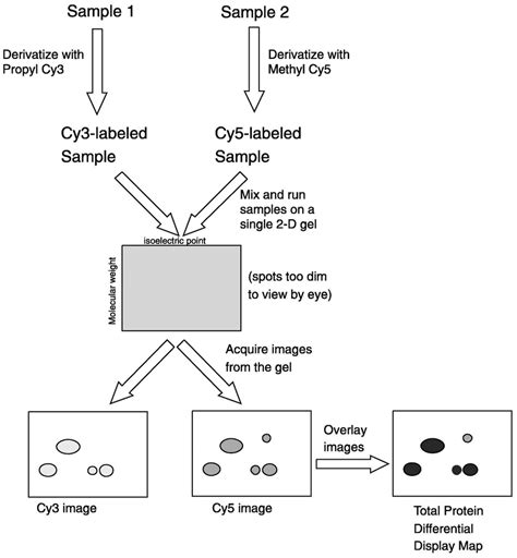 Schematic Illustration Of The Difference Gel Electrophoresis DIGE