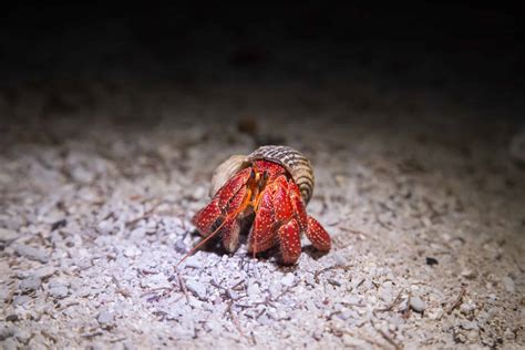 Strawberry Hermit Crab Pictures - AZ Animals