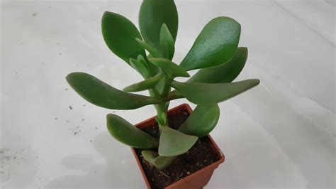 154क्रेसुला ओवाटा को कैसे लगाएंhow To Grow And Care Crassula Ovata