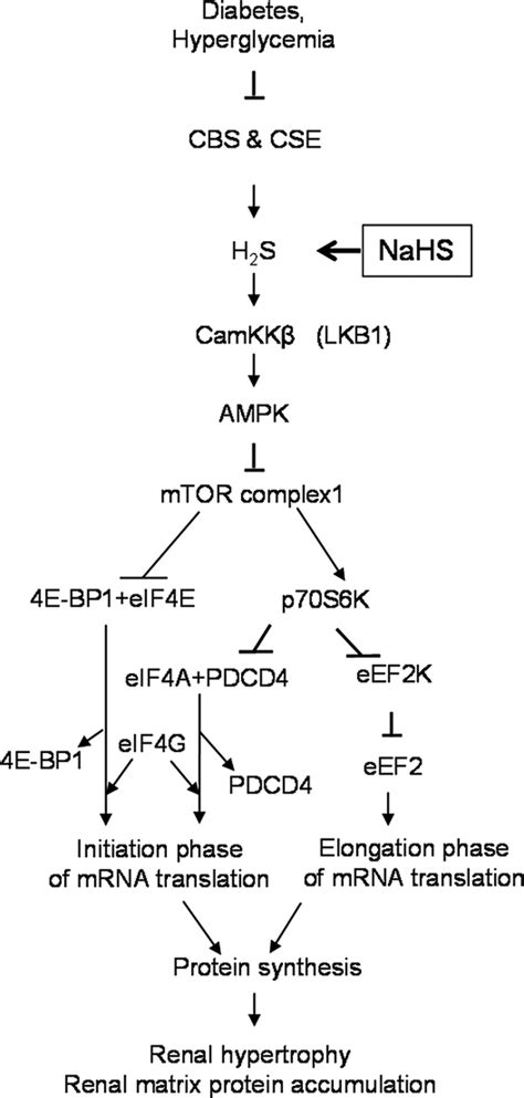 Schematic Showing Signaling Pathways Involved In Hydrogen Sulfide