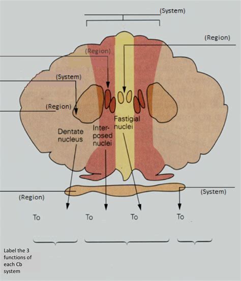 Cerebellum Diagram Quizlet