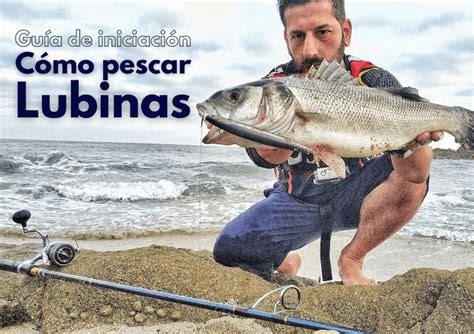 C Mo Pescar Lubinas La Mejor Gu A Wefish Tu App De Pesca