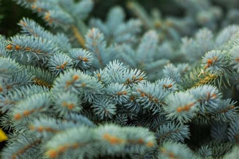 Top 14 Dwarf Evergreen Trees For Your Garden