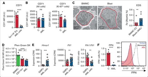 Aml Cells Accumulate Iron A Facs Analysis Of The Mean Fluorescence