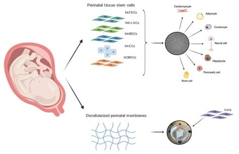 Ijms Free Full Text Spare Parts From Discarded Materials Fetal Annexes In Regenerative Medicine