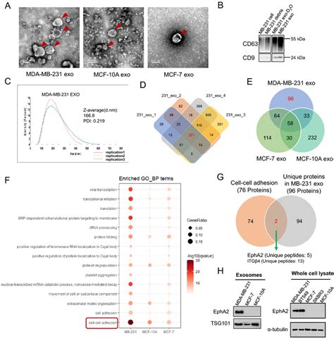 Characterization Of Exosomes And Identification Of Exosome Proteins