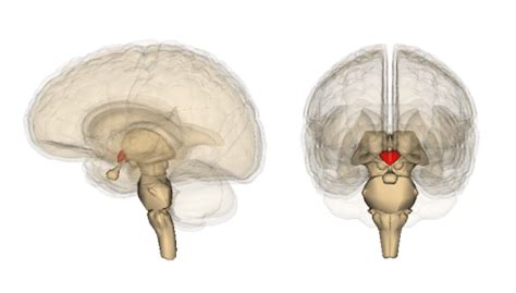 Hypothalamus Anatomy Functions Problems Summary And Facts