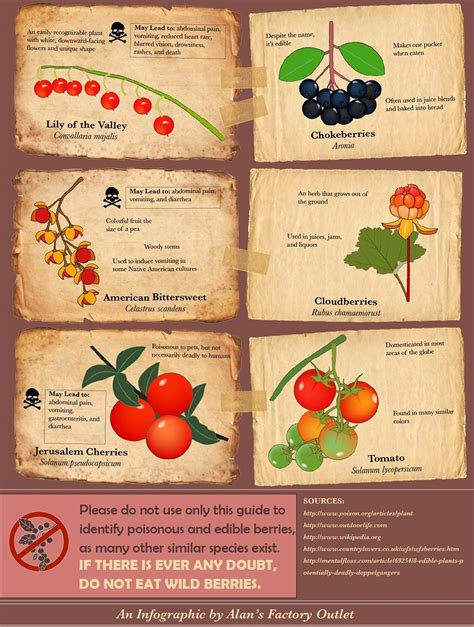 Poisonous Berries Poisonous Mushrooms Poisonous Plants Edible Plants Mushroom Identification