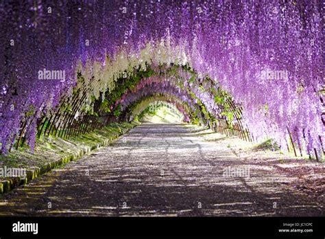 Wisteria tunnel in full bloom at Kawachi Fujien Wisteria Garden in ...