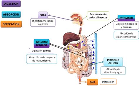 Fisiologia Medica: FASES DE LA DIGESTION