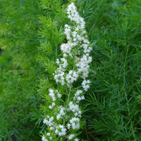 Asparagus Densiflorus Sprengeri 10 Seeds Foxtail Fern