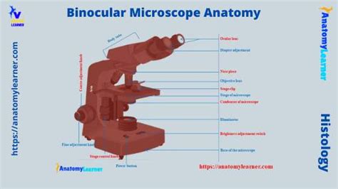 Diagram Of A Binocular Microscope