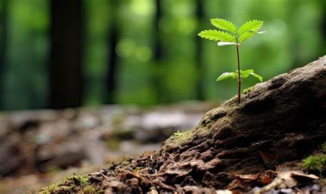 Premium Photo A Small Green Plant Sprouts From The Ground